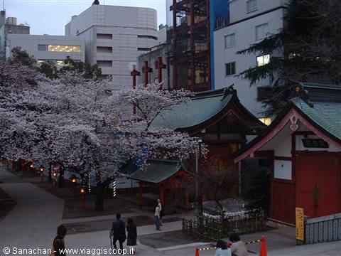 and above all first contact with the sakura...