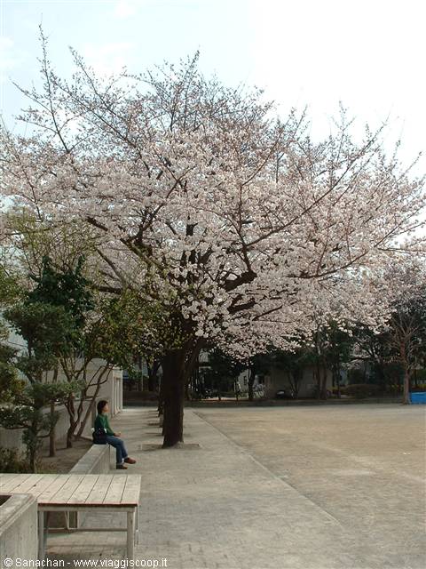 the sakura spectacle
