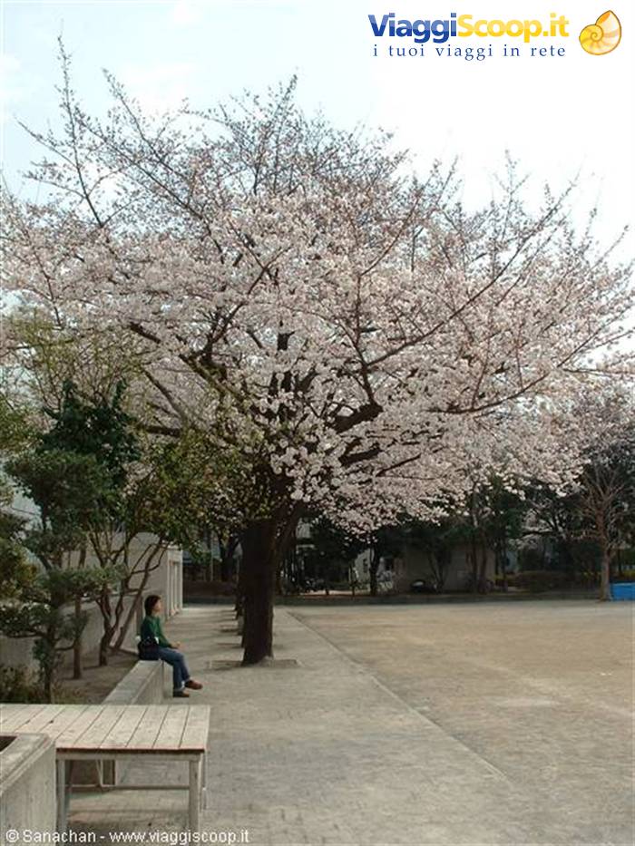 the sakura spectacle