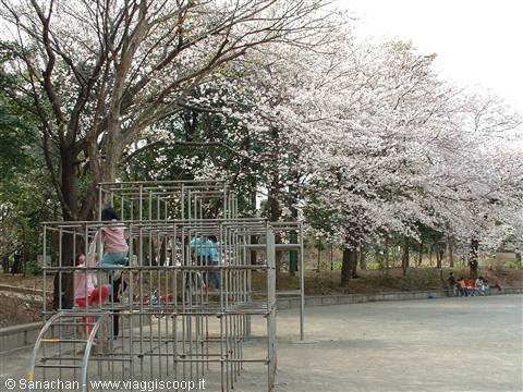kids in the park