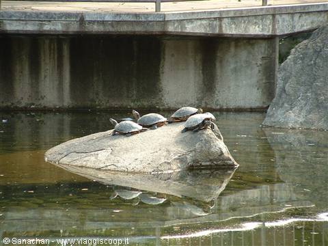 turtles in the sun