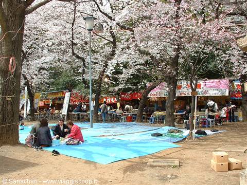 picnic in ueno 