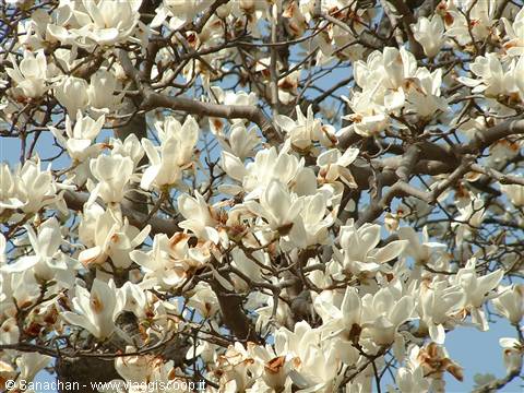 flowers galore
