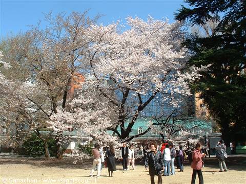 last day in tokyo:Shinjuku Gyoen!