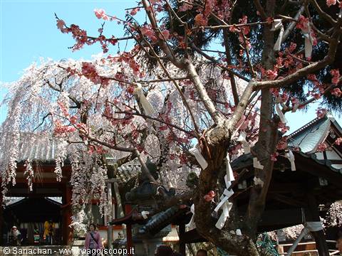 sakura and not only