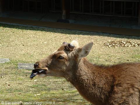 it's eating a poor tourist's map..