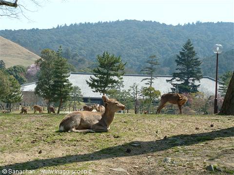these deer are better off than us...