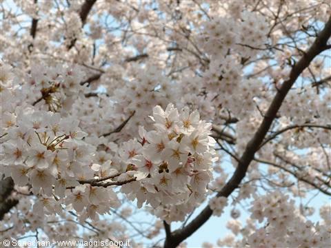 I know I've gone on about these sakura ^_^