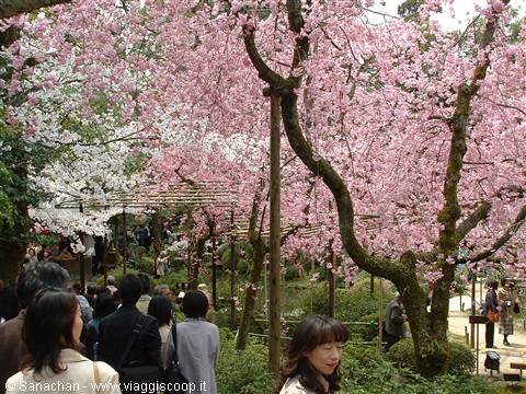heian shrine gardens