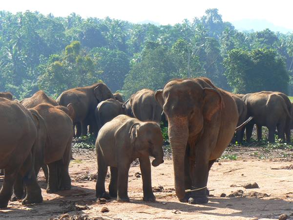 PINNAWALA ELEPHANT ORPHANAGE-SRI LANKA