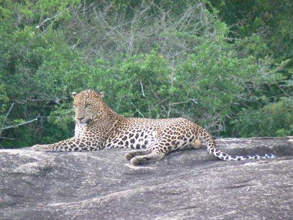 LEOPARD SIGHTING AT YALA NATIONAL PARK-SRI LANKA