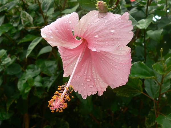 Pink hibiscus flower with raindrops among green leaves