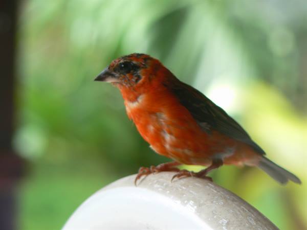 Small red and black bird perched on a white chair, blurred greenery