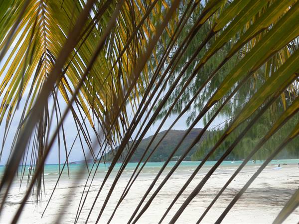Palm fronds frame a white sand beach and turquoise water