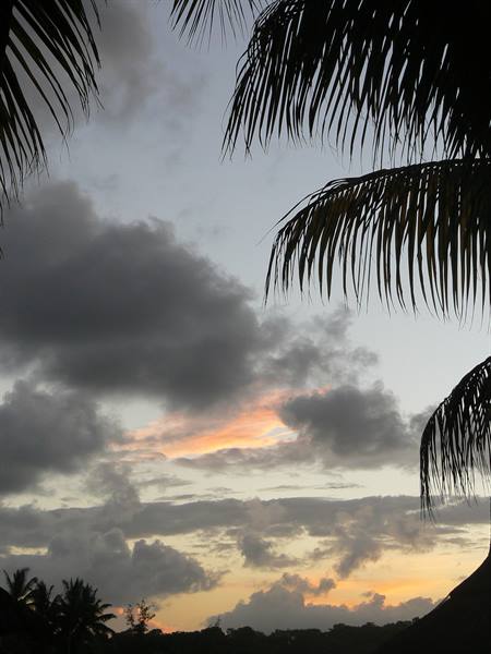 Dark palm fronds silhouetted against cloudy sky with orange glow