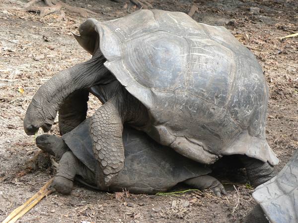 Two giant tortoises mating on dry ground, no location visible