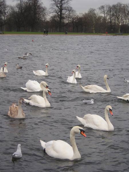 Swans and gulls swim on the lake at Hyde Park on a grey day