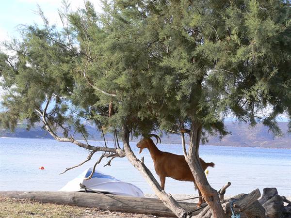 Brown goat standing under a tree on the beach, near a boat