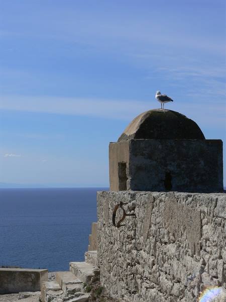Seagull on the stone dome of a seaside fortress