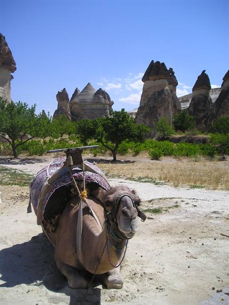 Camel with decorated saddle resting on sand among Göreme fairy chimneys