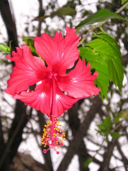 Red hibiscus flower with yellow stamen among green leaves and dark branches