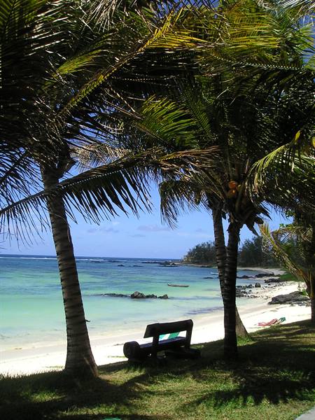 Wooden bench under palm trees on the beach with turquoise sea