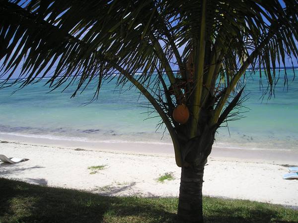 Coconut palm with fruits on white sand beach, turquoise lagoon under bright sunlight