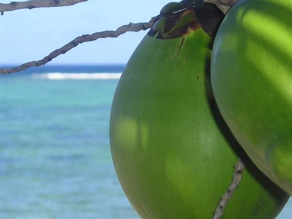 Green coconuts on the tree in front of the turquoise sea