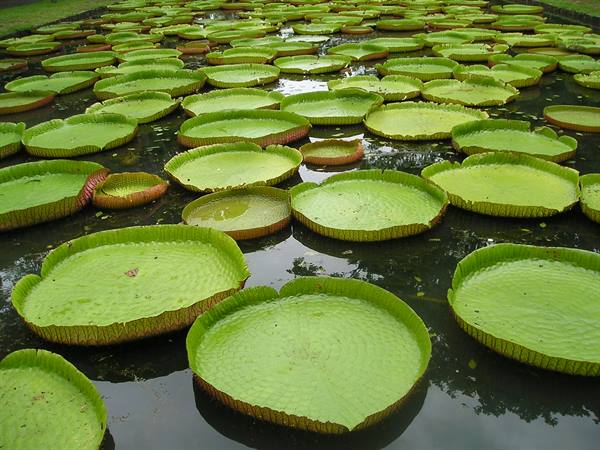 pamplemousses