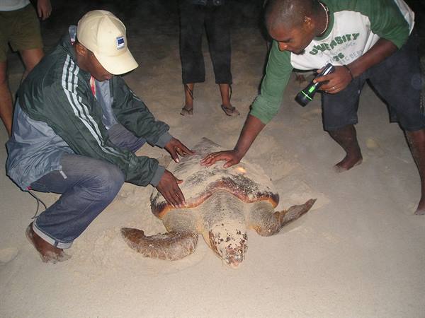 Two men on a night beach touch a sea turtle lying on the sand