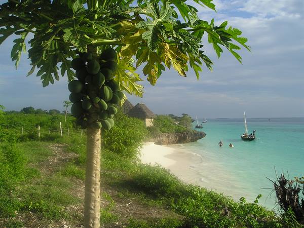Papaya tree with green fruits by turquoise beach, sailboat and swimmers