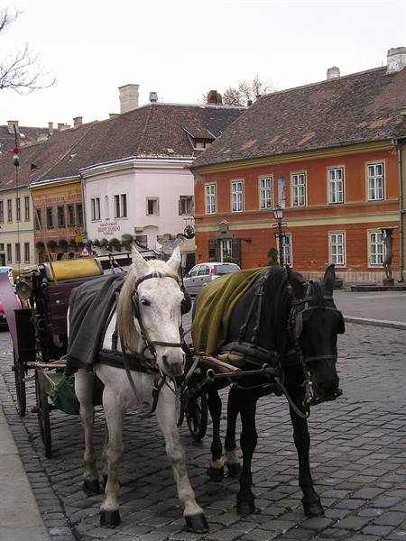 White and black carriage horses on the cobbled Buda Castle street in Budapest