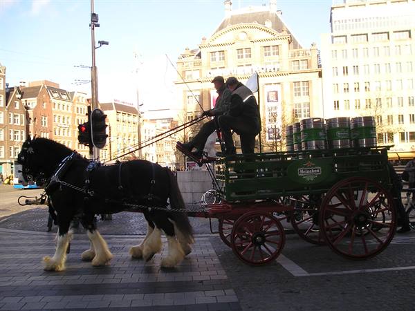 Black horse pulls a Heineken beer keg cart through Amsterdam streets