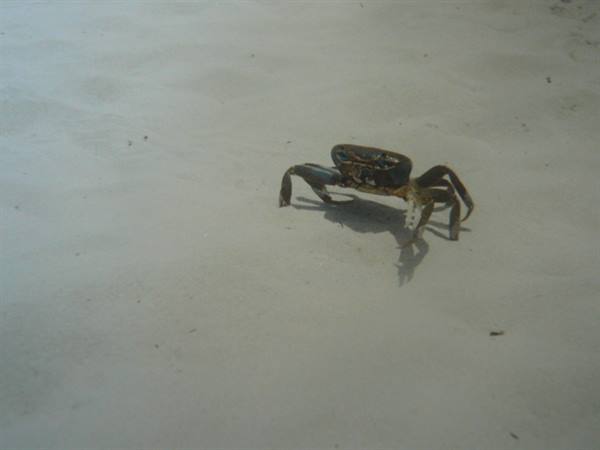 Dark crab walking across pale beach sand in full daylight