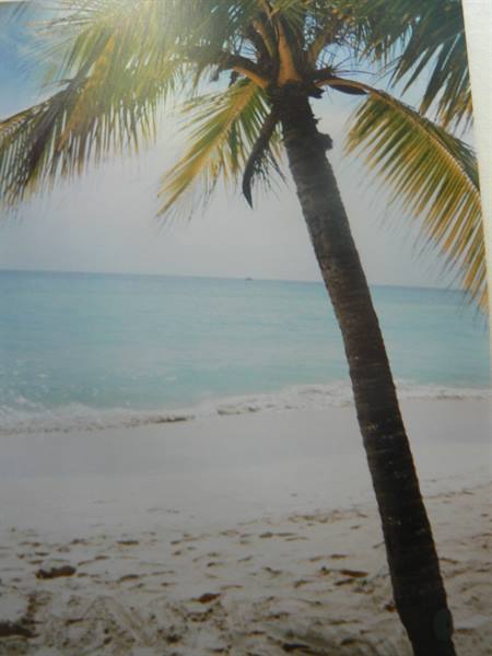 Leaning palm tree on white sand, turquoise waves breaking on the beach