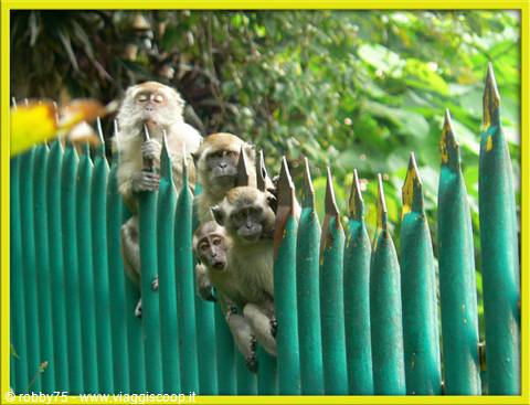 Four monkeys on a green spiked fence amid lush vegetation