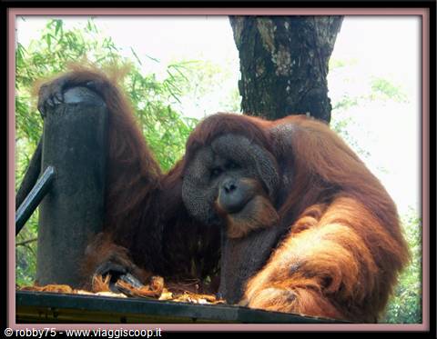 Orangutan with reddish fur leaning on a trunk, looking at the camera among trees