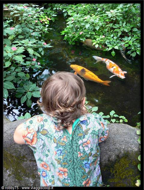 Little girl on a stone wall watching koi fish in the pond