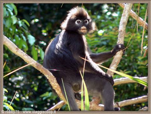 Black monkey with pale fur crown sitting on branches among green leaves