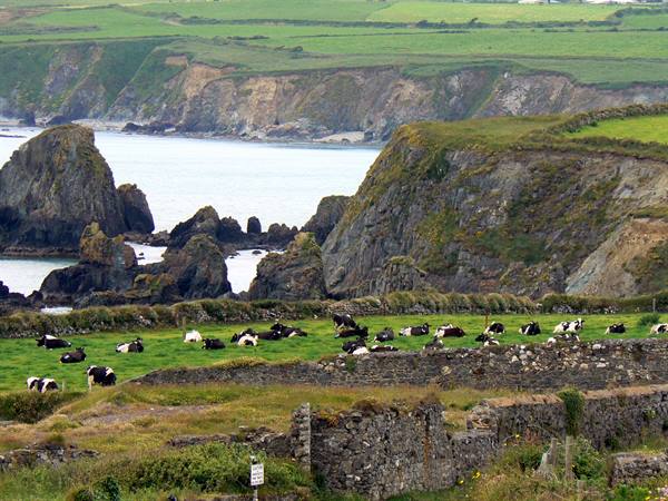 Cows grazing among stone walls and cliffs above the bay, Ireland