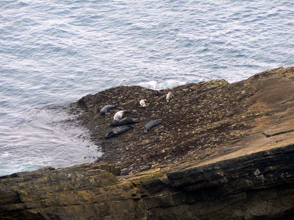 Grey seals resting on rocky ledges beside the ocean waves