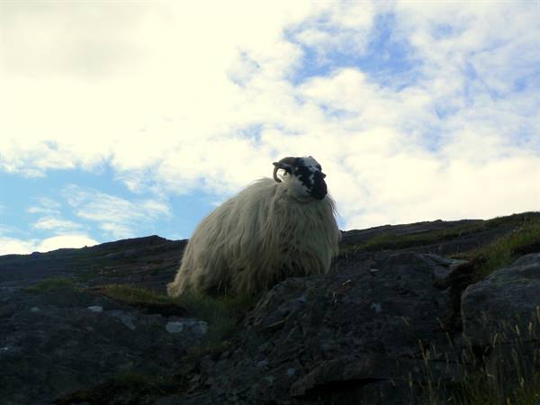 Long-haired sheep on grassy rocky cliff under cloudy sky