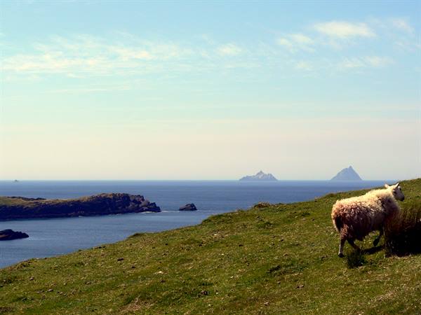 Sheep on green grass, blue sea and Skellig Islands on the horizon