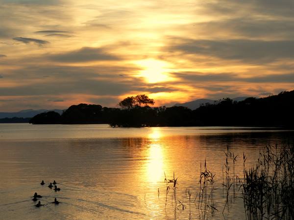 Ducks swim across the lake at sunset among golden reeds