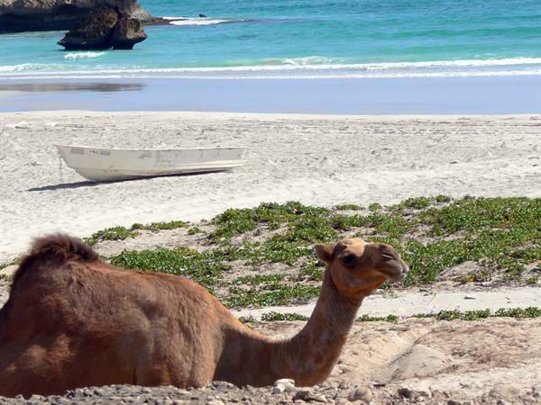 Camel resting on sand, white boat beached before turquoise water