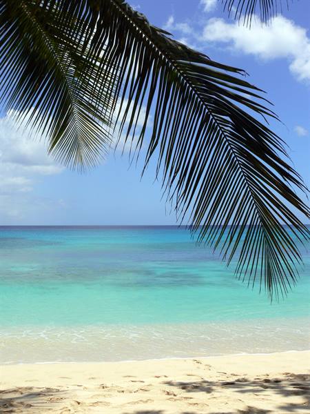 Palm frond over turquoise sea and pale sand beneath blue sky
