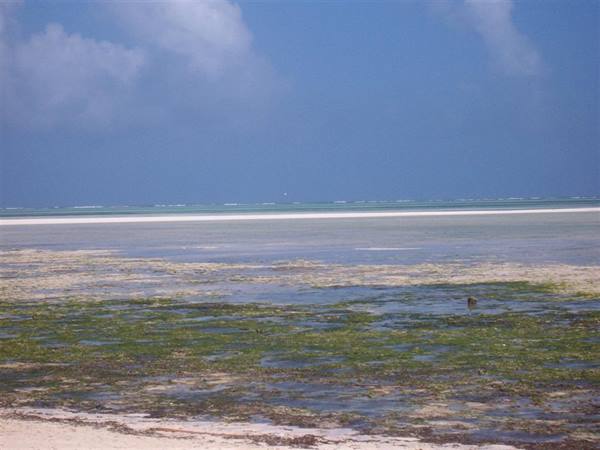 Kenya - Jacaranda low tide