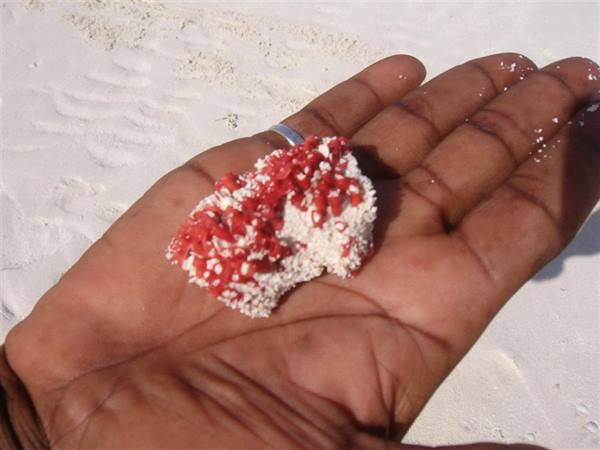 Kenya BeachBoys