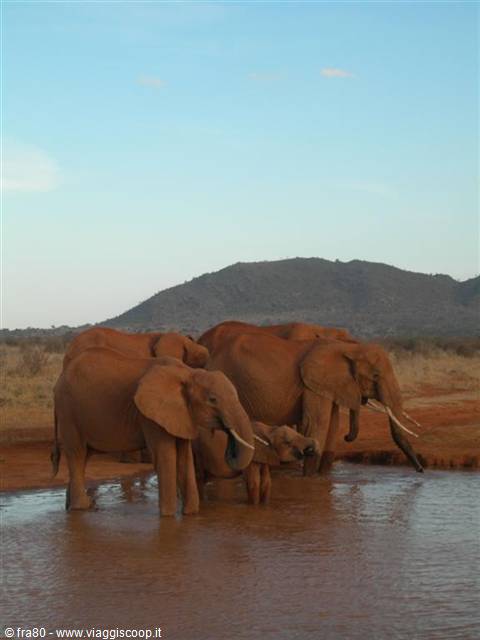 Safari Tsavo East