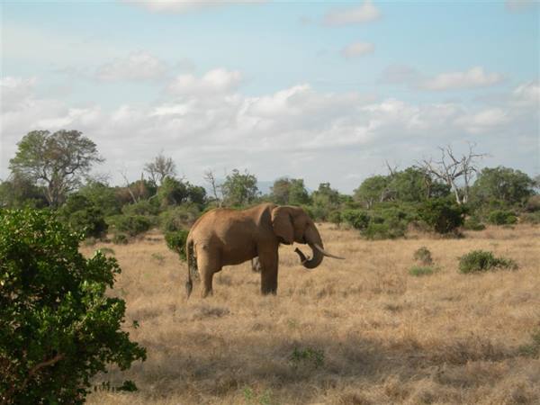 Dawn on the savannah!